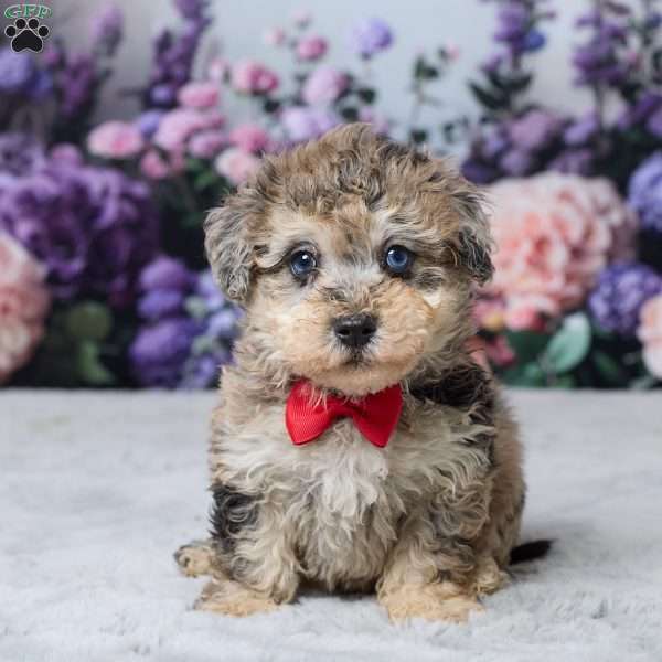 Tanner, Havapoo Puppy
